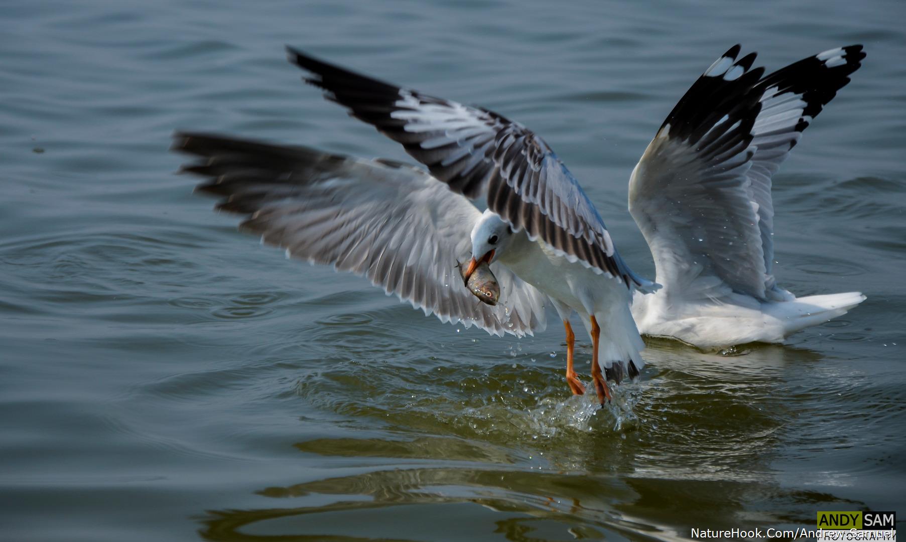 Grey Headed Sea Gull