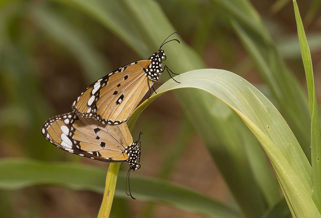 Plain Tiger Butterfly