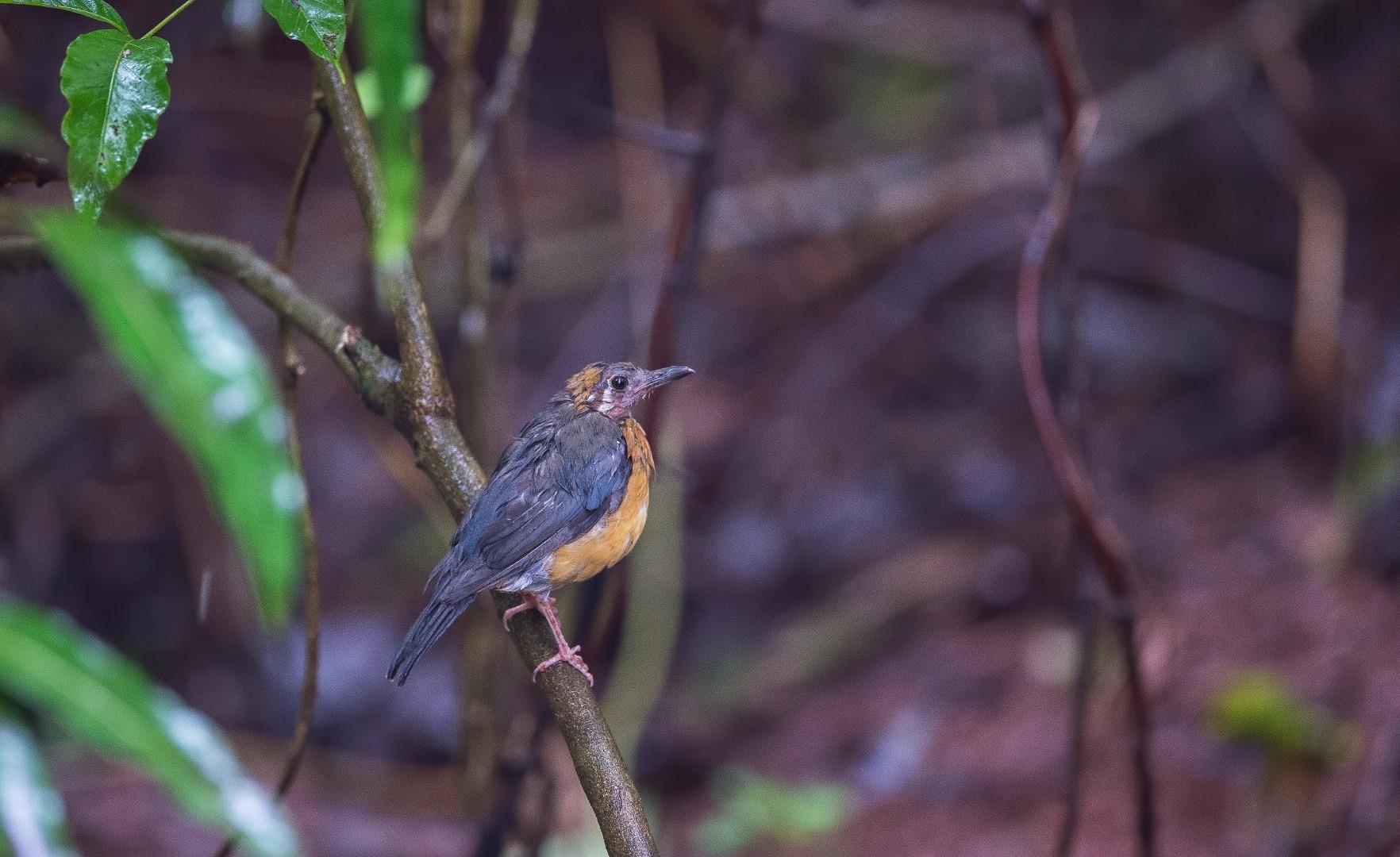 Rock Thrush 