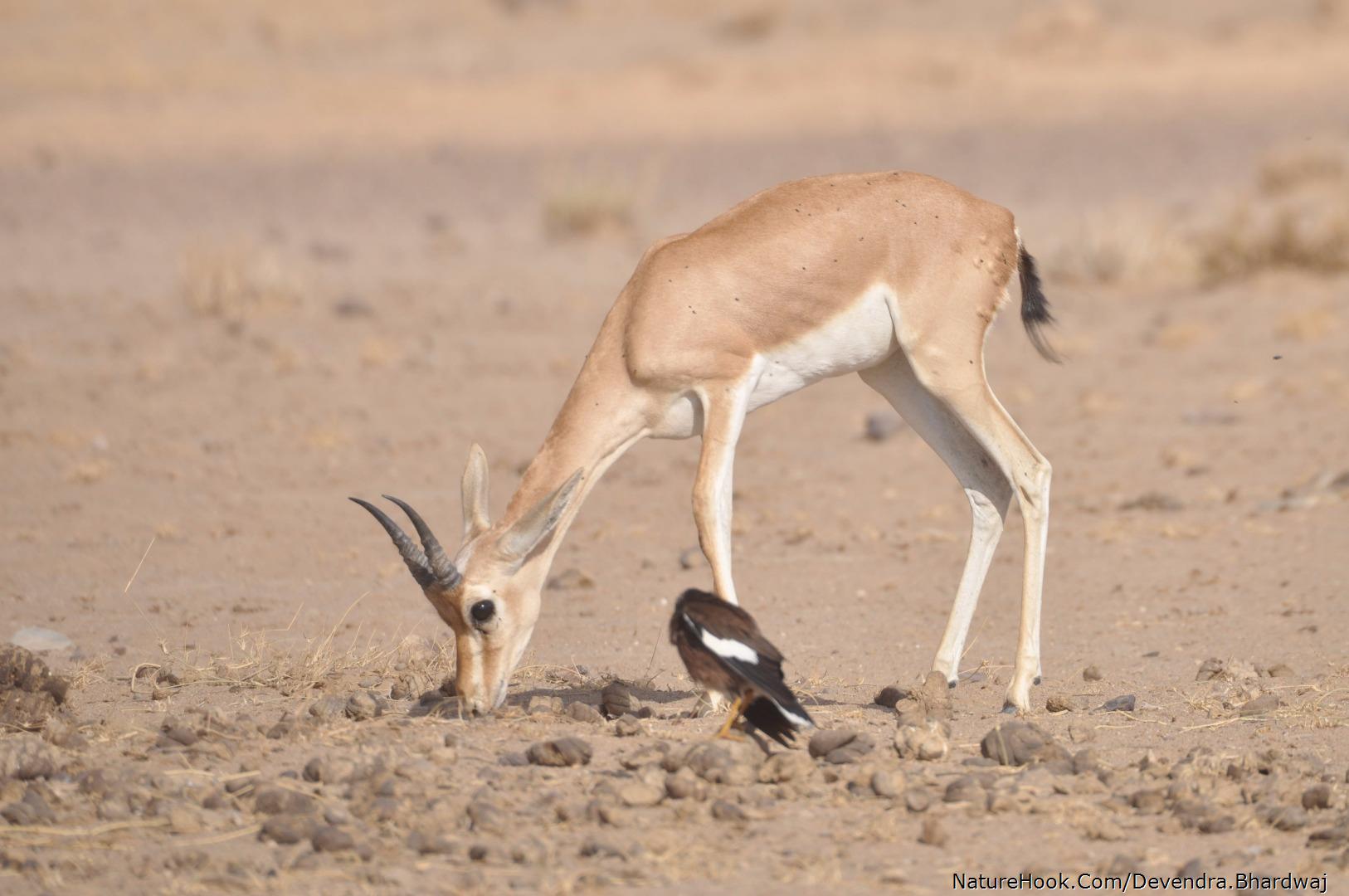 Chinkara or Indian Gazelle,Gaz