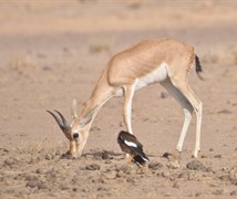 Chinkara or Indian Gazelle,Gaz