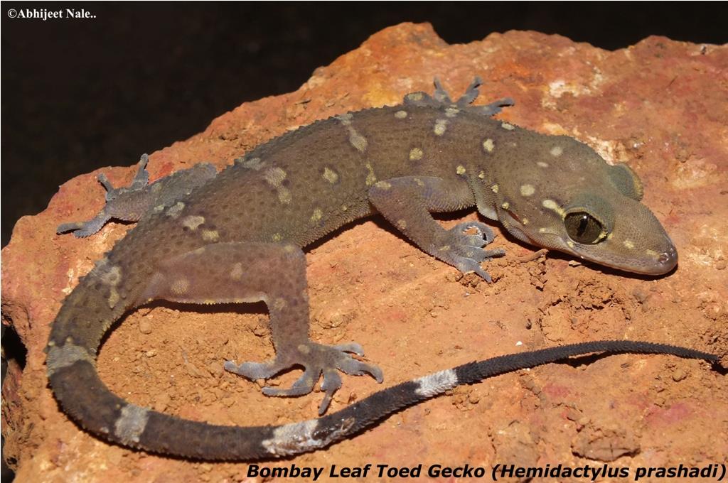 Bombay Leaf-toed Gecko (Hemida