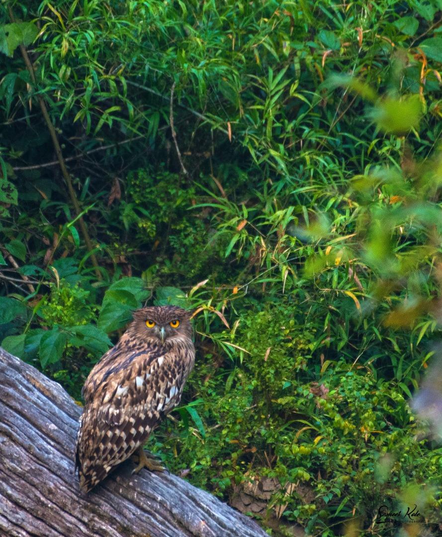 Brown Fish Owl