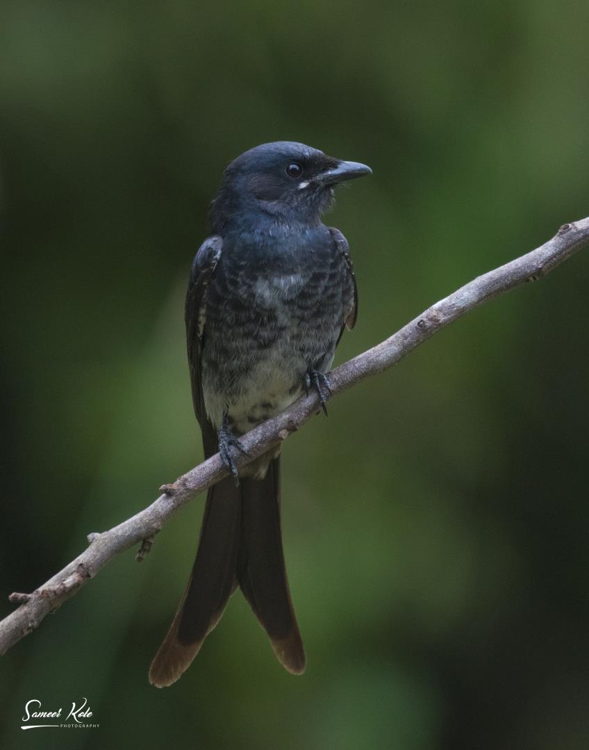 Black Drongo (Immature)