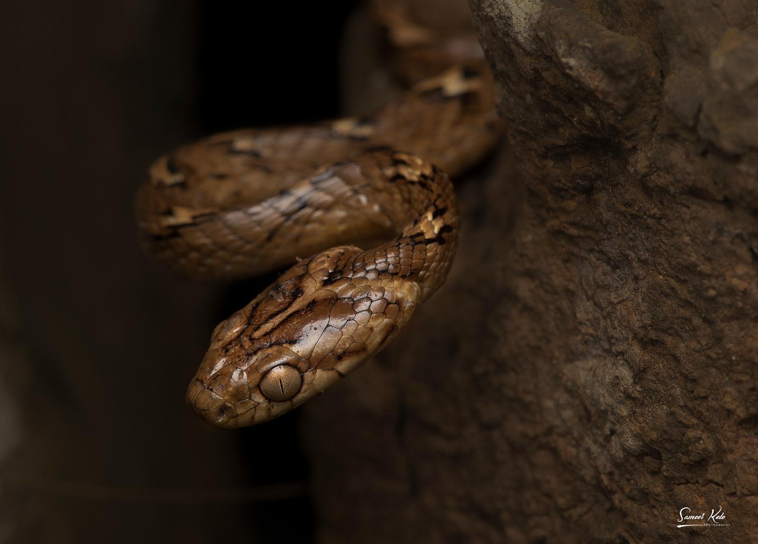 Common Cat Snake