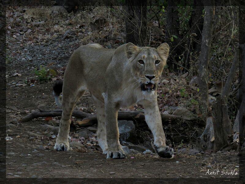 Panthera Leo persica