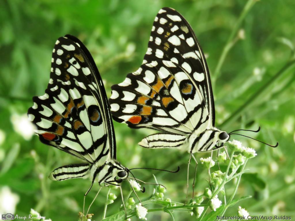 Lime Butterfly