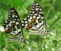 Lime Butterfly