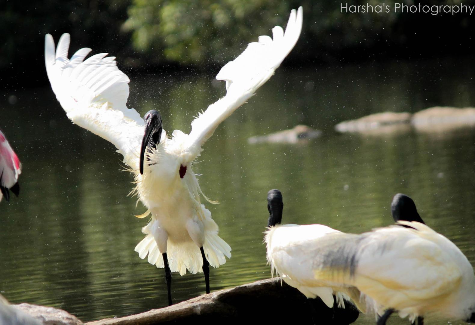 Ibis