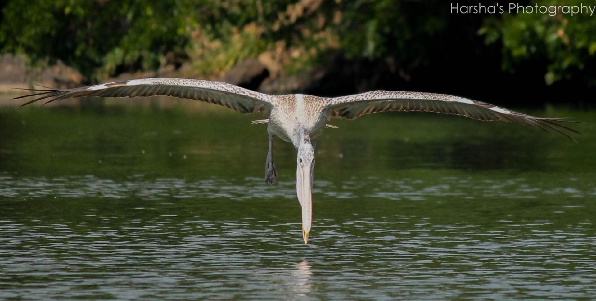 Pelican