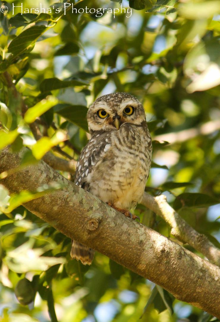 Spotted Owlet