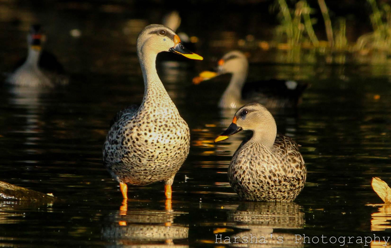 Spot Billed Ducks