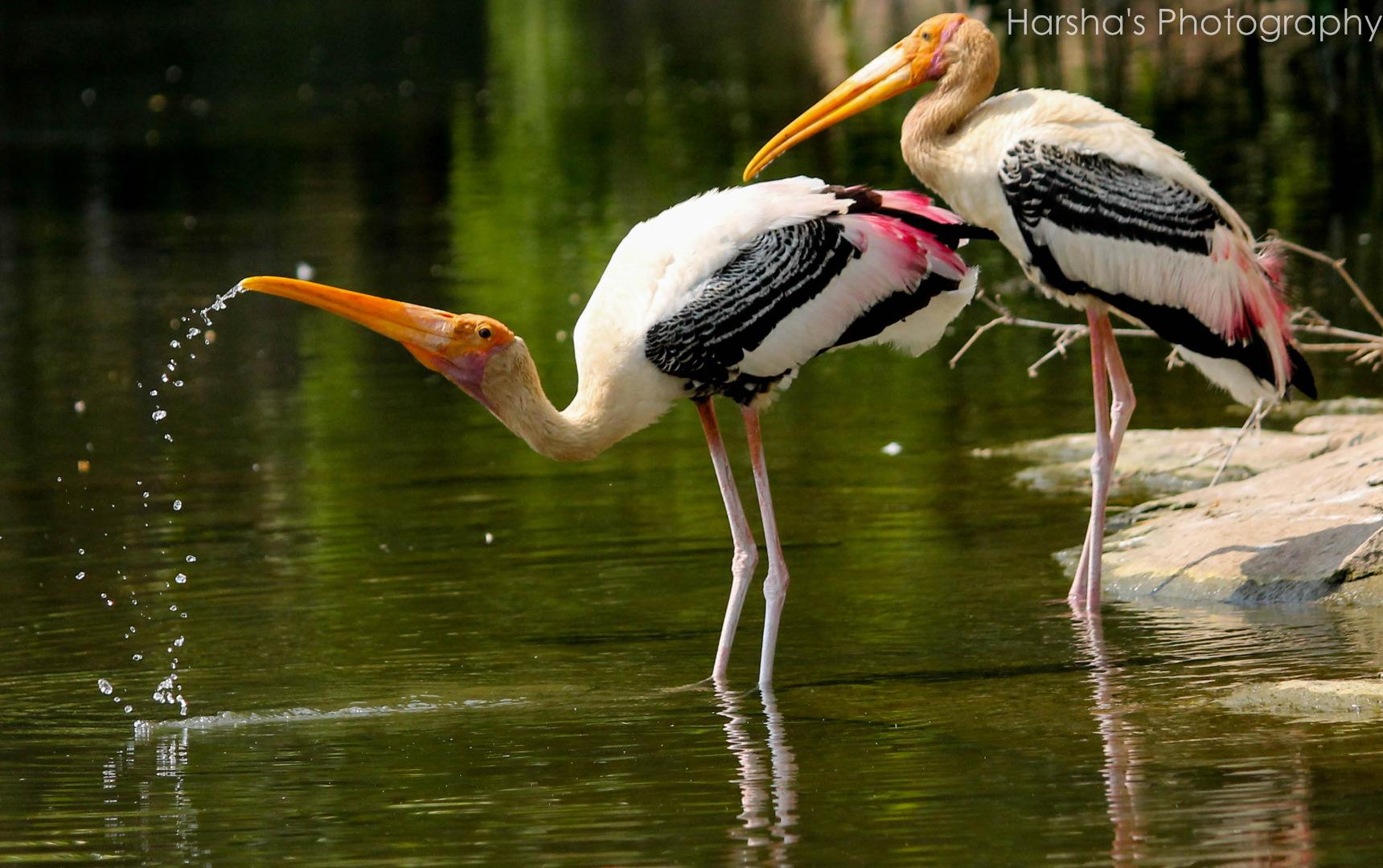 Painted Stork