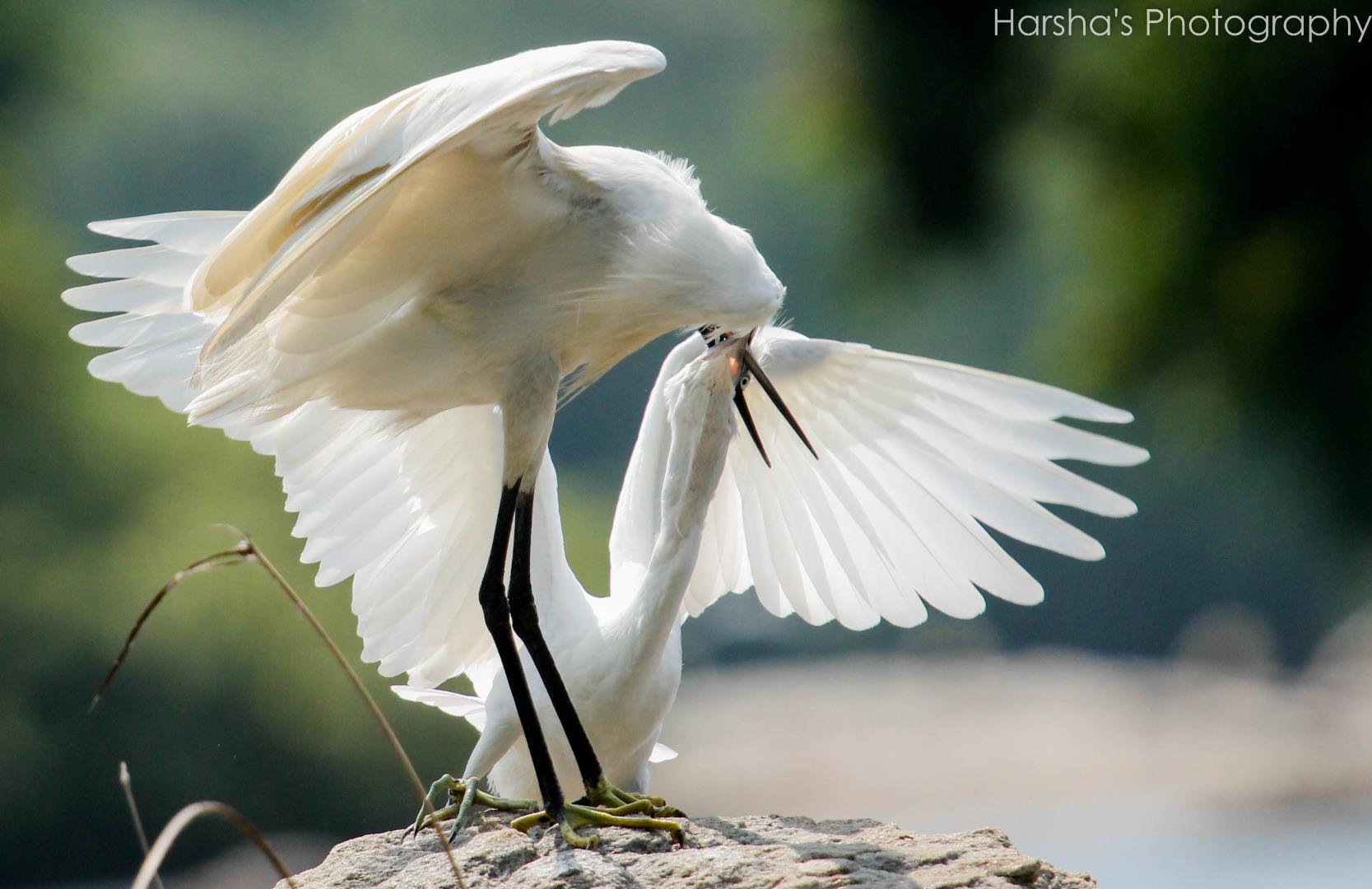 Egret