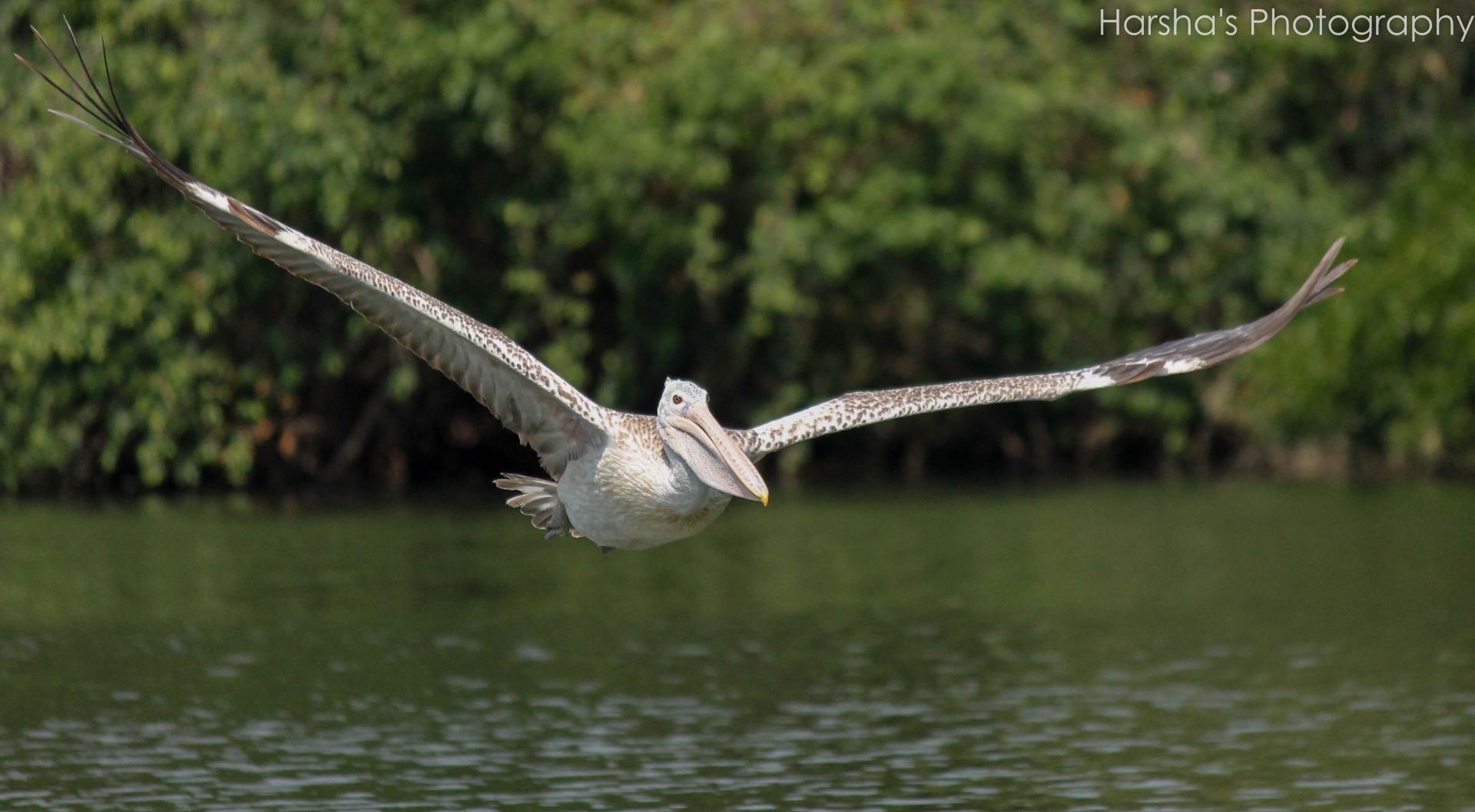 Pelican