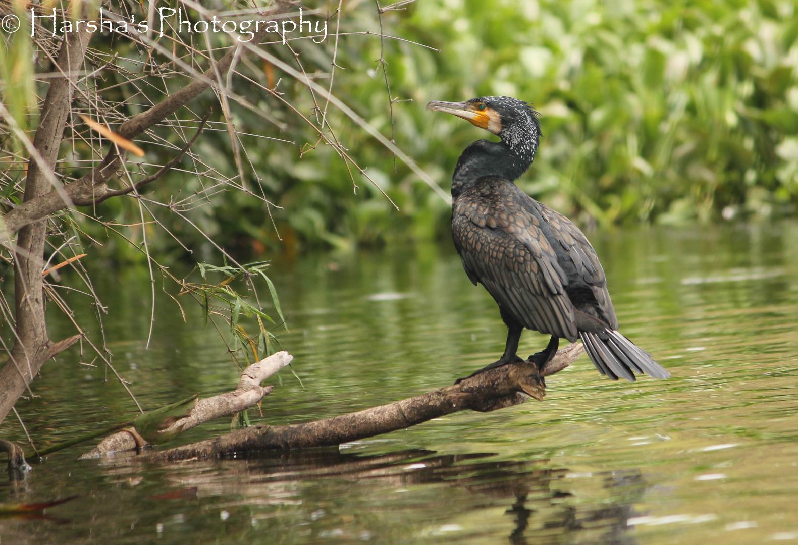 Cormorant